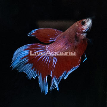 Halfmoon Butterfly Betta [Blemish]