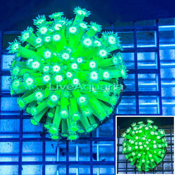 Goniopora Coral Indonesia