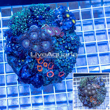 Zoanthus Coral Indonesia