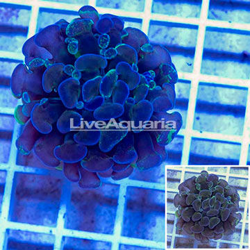 LiveAquaria® Cultured Ultra Hammer Coral