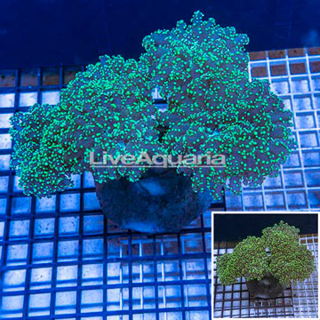 Frogspawn Coral Indonesia