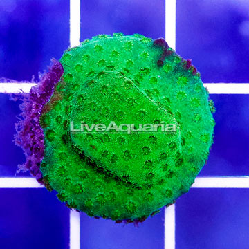 USA Cultured Lime Green Cyphastrea Frag