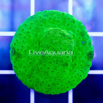 USA Cultured Lime Green Cyphastrea Frag