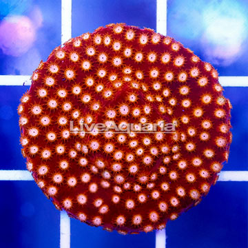 USA Cultured Peppermint Cyphastrea Frag