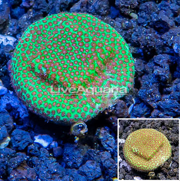 USA Cultured Screamin' Demon Porites Coral