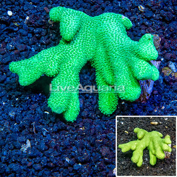 Porites Coral Fiji