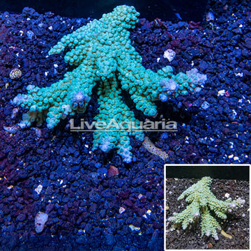 Acropora Coral Fiji