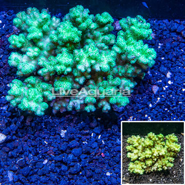  Green Pocillopora Coral Fiji