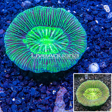 Open Brain Coral Australia