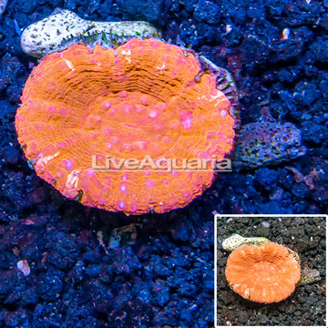 Scolymia Coral Australia