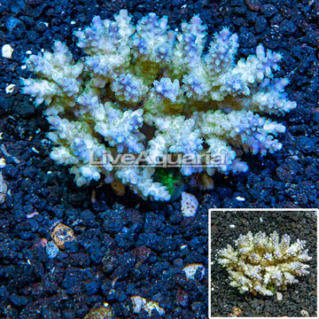 Acropora Coral Fiji