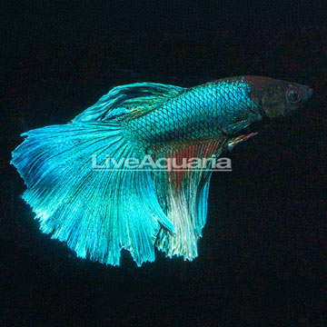 Halfmoon Betta [Blemish]