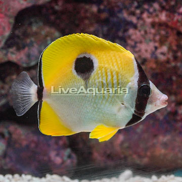 Yellow Tear Drop Butterflyfish