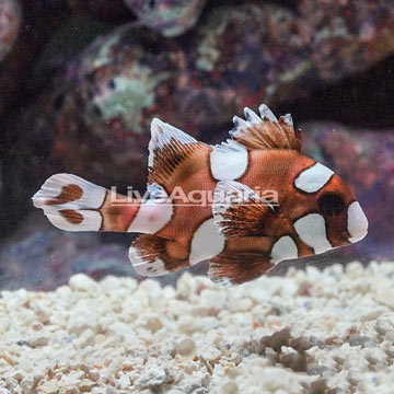 Harlequin Sweetlips