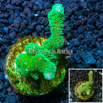 LiveAquaria® Cultured Stylophora Coral 