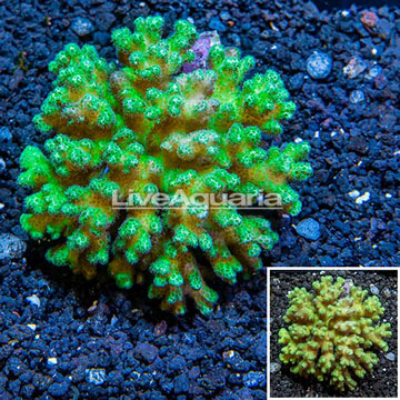 Green Pocillopora Coral Fiji