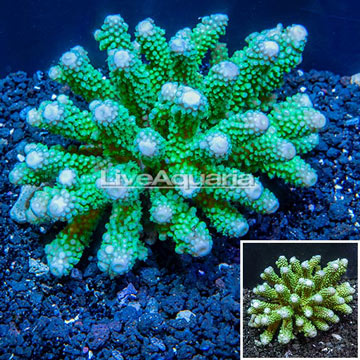 Acropora Coral Fiji