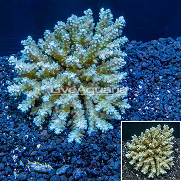 Acropora Coral Fiji