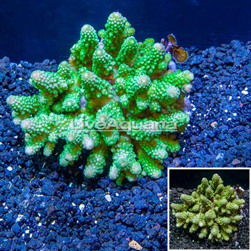 Acropora Coral Fiji