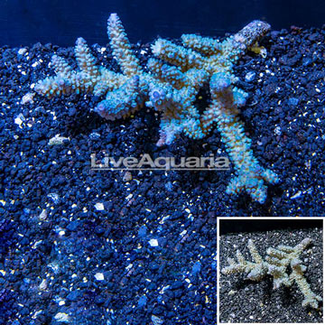 Acropora Coral Fiji