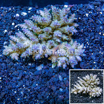 Acropora Coral Fiji