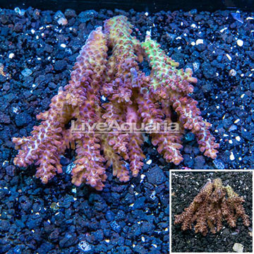 Acropora Coral Fiji