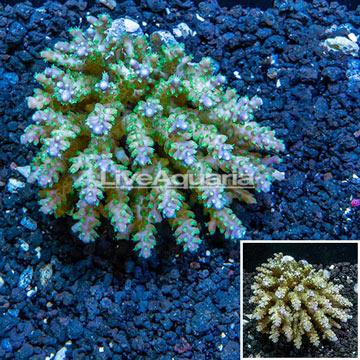 Acropora Coral Fiji