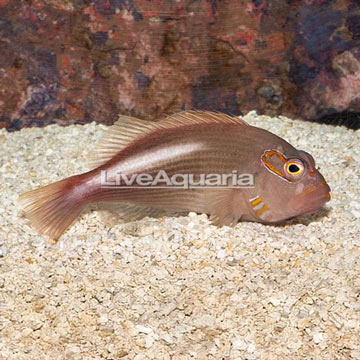 Arc-eye Hawkfish 