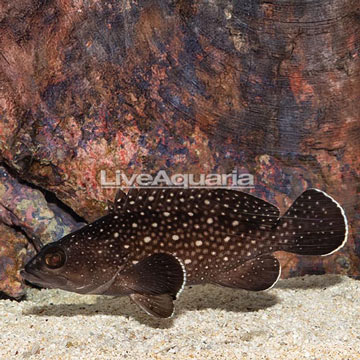 Starry Grouper