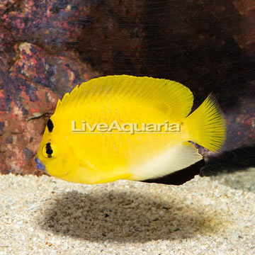 Flagfin Angelfish