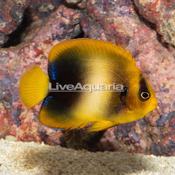 West African Angelfish