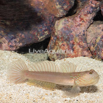 Lagoon Shrimp Goby