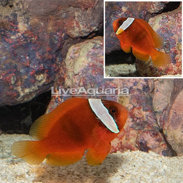 Tomato Clownfish