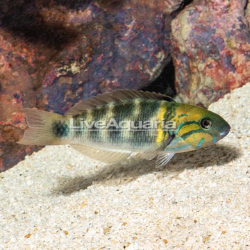 Goldbar Wrasse