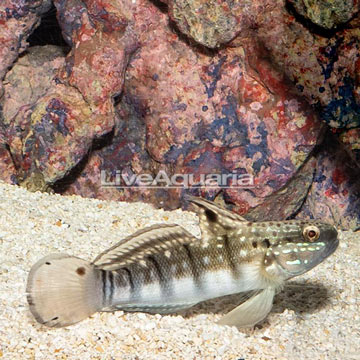 Sleeper Banded Goby