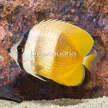 Orange Butterflyfish