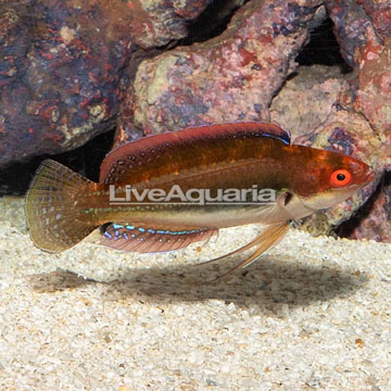 Threadfin Fairy Wrasse