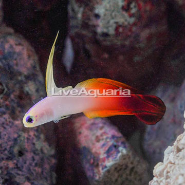 Firefish Goby 