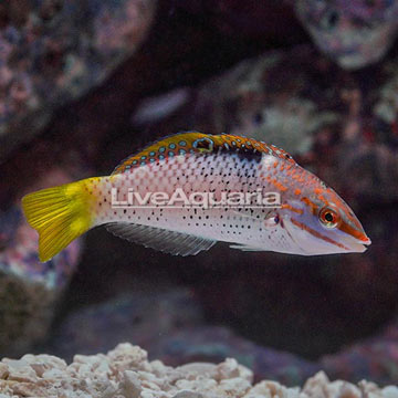 Marble Hortulanus Wrasse