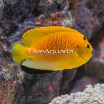 Flagfin Angelfish