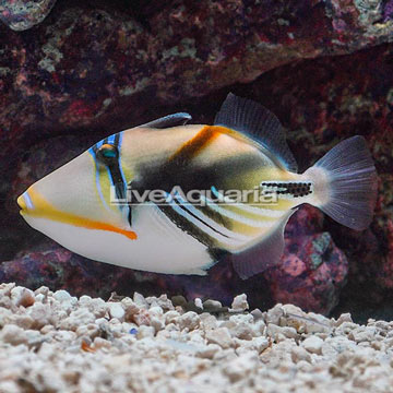 Humu Picasso Triggerfish