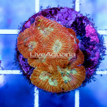 USA Cultured Ultra Favia Brain Coral