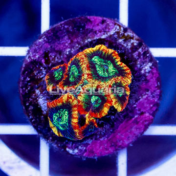 USA Cultured Ultron Favia Brain Coral