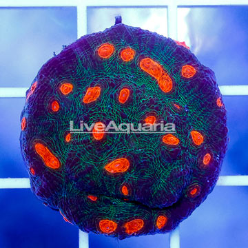 USA Cultured Chalice Coral