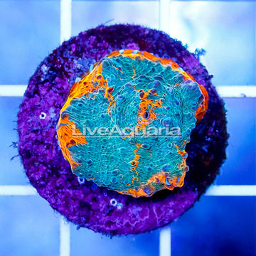 USA Cultured Ultra Chalice Coral