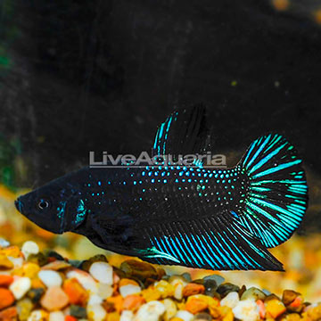 Black Star Plakat Betta