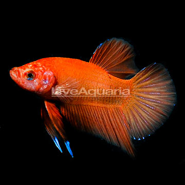 Orange Halfmoon Plakat Betta