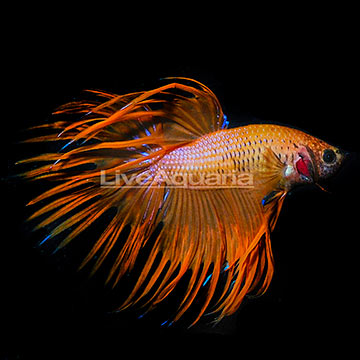 Orange Crowntail Betta