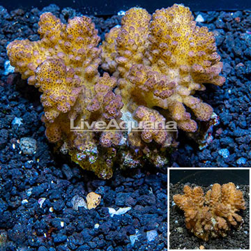 Pocillopora Coral Australia