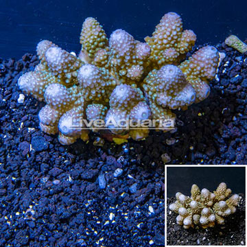 Acropora Coral Fiji